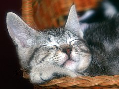 Peacefull Slumber